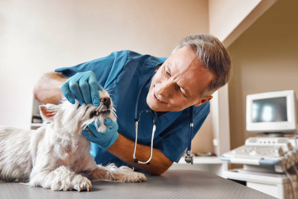 Wakefield, MI Emergency Dentist Pros